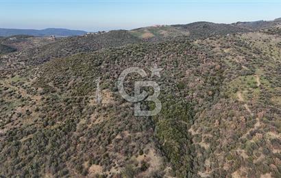 Seferihisar Ulamış'ta Satılık 1.000 Ağaçlı Verimli Zeytinlik