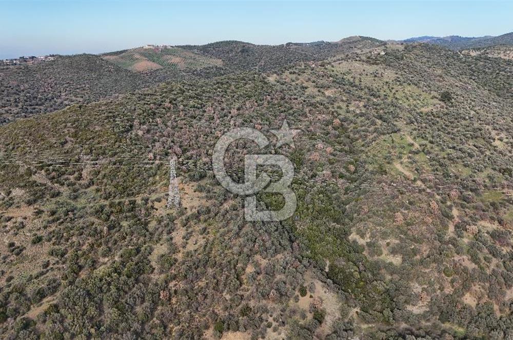 Seferihisar Ulamış'ta Satılık 1.000 Ağaçlı Verimli Zeytinlik