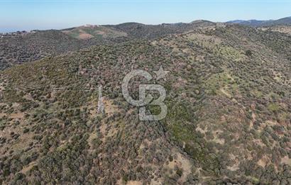 Seferihisar Ulamış'ta Satılık 1.000 Ağaçlı Verimli Zeytinlik