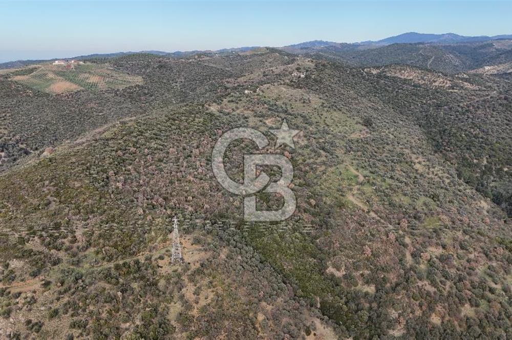 Seferihisar Ulamış'ta Satılık 1.000 Ağaçlı Verimli Zeytinlik