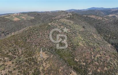 Seferihisar Ulamış'ta Satılık 1.000 Ağaçlı Verimli Zeytinlik