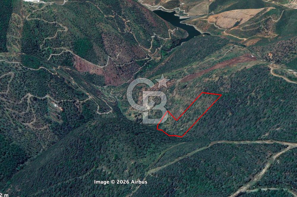 Seferihisar Ulamış'ta Satılık 1.000 Ağaçlı Verimli Zeytinlik