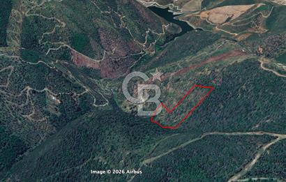 Seferihisar Ulamış'ta Satılık 1.000 Ağaçlı Verimli Zeytinlik