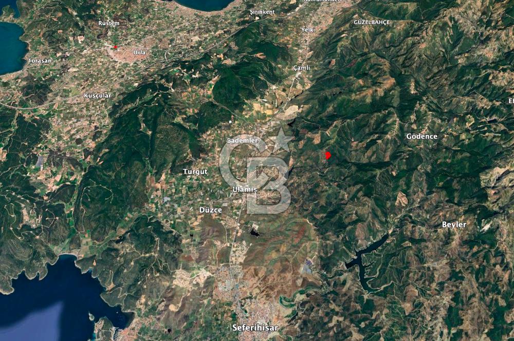 Seferihisar Ulamış'ta Satılık 1.000 Ağaçlı Verimli Zeytinlik