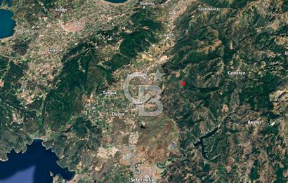 Seferihisar Ulamış'ta Satılık 1.000 Ağaçlı Verimli Zeytinlik