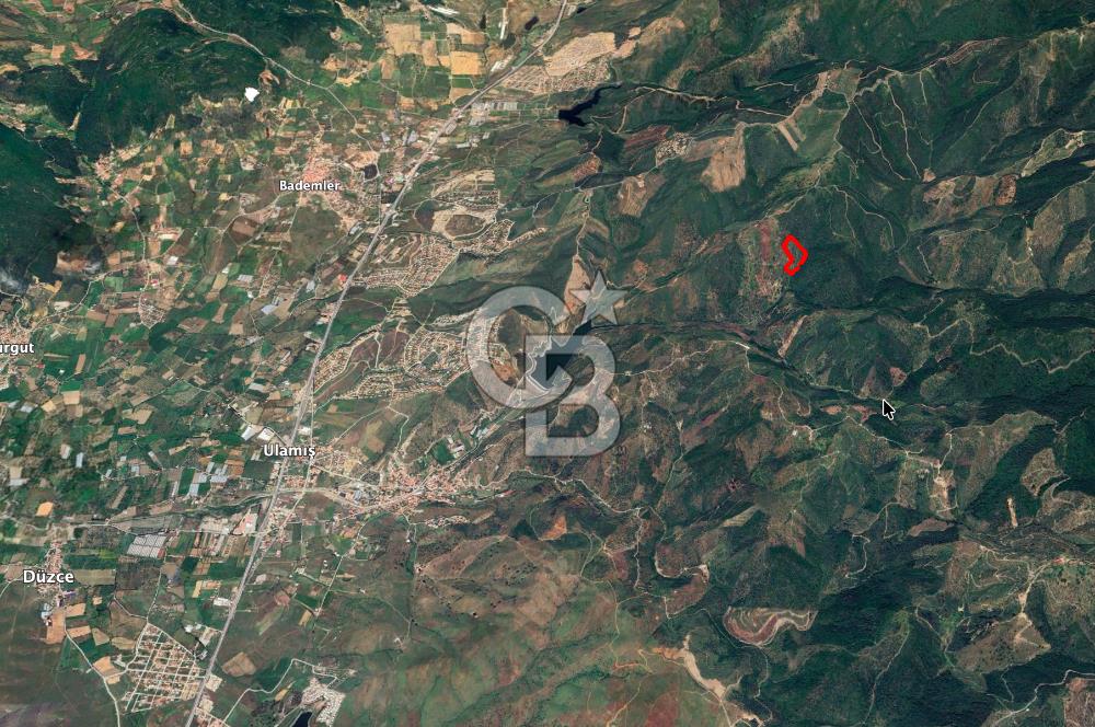 Seferihisar Ulamış'ta Satılık 1.000 Ağaçlı Verimli Zeytinlik