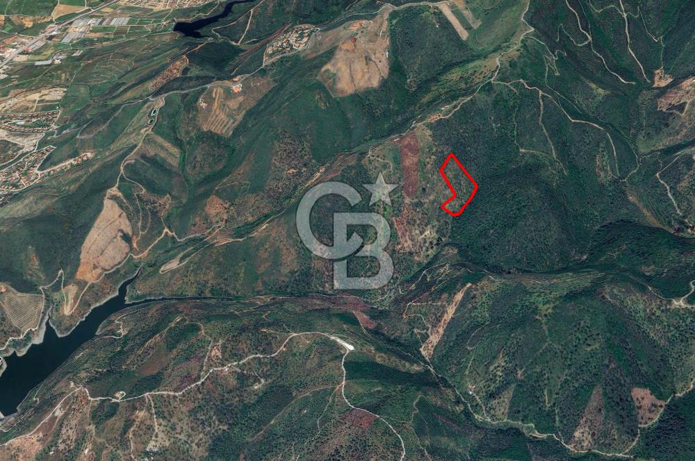 Seferihisar Ulamış'ta Satılık 1.000 Ağaçlı Verimli Zeytinlik