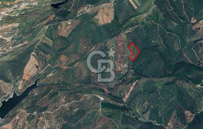 Seferihisar Ulamış'ta Satılık 1.000 Ağaçlı Verimli Zeytinlik