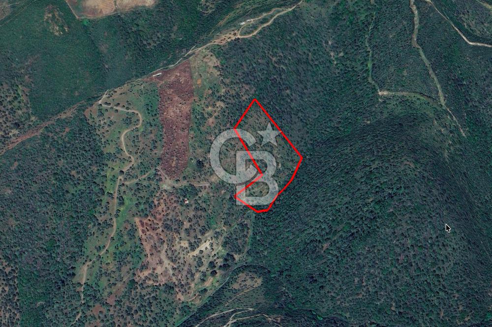 Seferihisar Ulamış'ta Satılık 1.000 Ağaçlı Verimli Zeytinlik