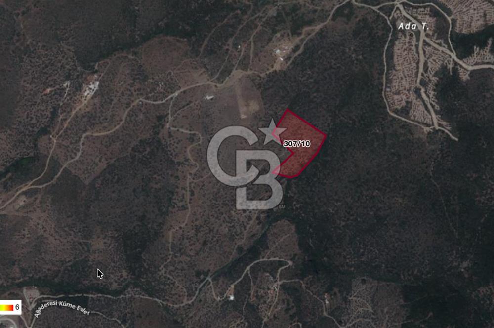 Seferihisar Ulamış'ta Satılık 1.000 Ağaçlı Verimli Zeytinlik