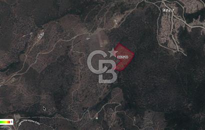 Seferihisar Ulamış'ta Satılık 1.000 Ağaçlı Verimli Zeytinlik