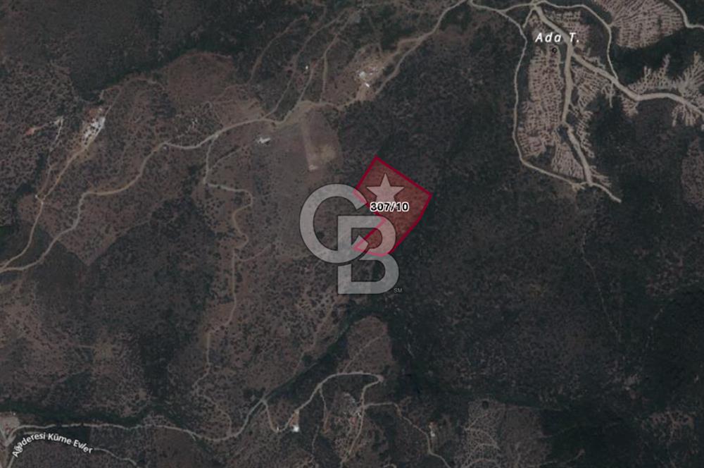 Seferihisar Ulamış'ta Satılık 1.000 Ağaçlı Verimli Zeytinlik