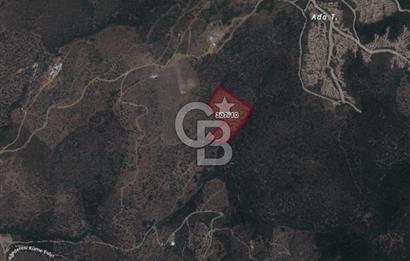 Seferihisar Ulamış'ta Satılık 1.000 Ağaçlı Verimli Zeytinlik