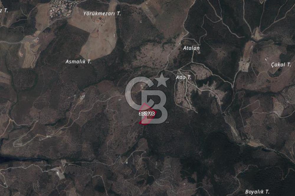 Seferihisar Ulamış'ta Satılık 1.000 Ağaçlı Verimli Zeytinlik