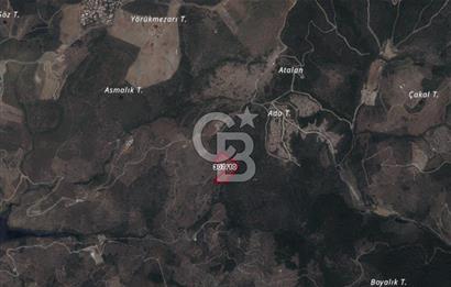 Seferihisar Ulamış'ta Satılık 1.000 Ağaçlı Verimli Zeytinlik