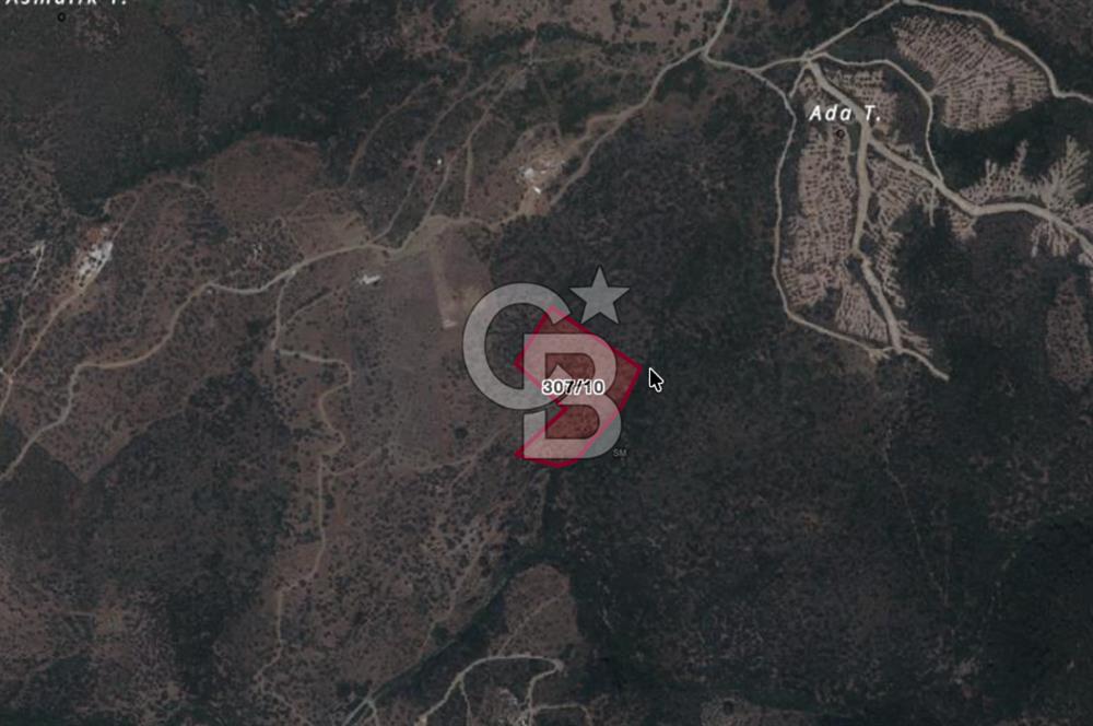 Seferihisar Ulamış'ta Satılık 1.000 Ağaçlı Verimli Zeytinlik