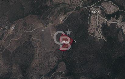 Seferihisar Ulamış'ta Satılık 1.000 Ağaçlı Verimli Zeytinlik