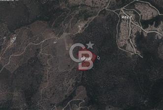 Seferihisar Ulamış'ta Satılık 1.000 Ağaçlı Verimli Zeytinlik - 1 - 337693