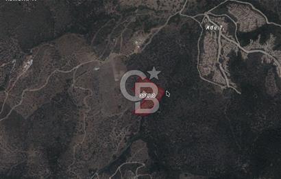 Seferihisar Ulamış'ta Satılık 1.000 Ağaçlı Verimli Zeytinlik