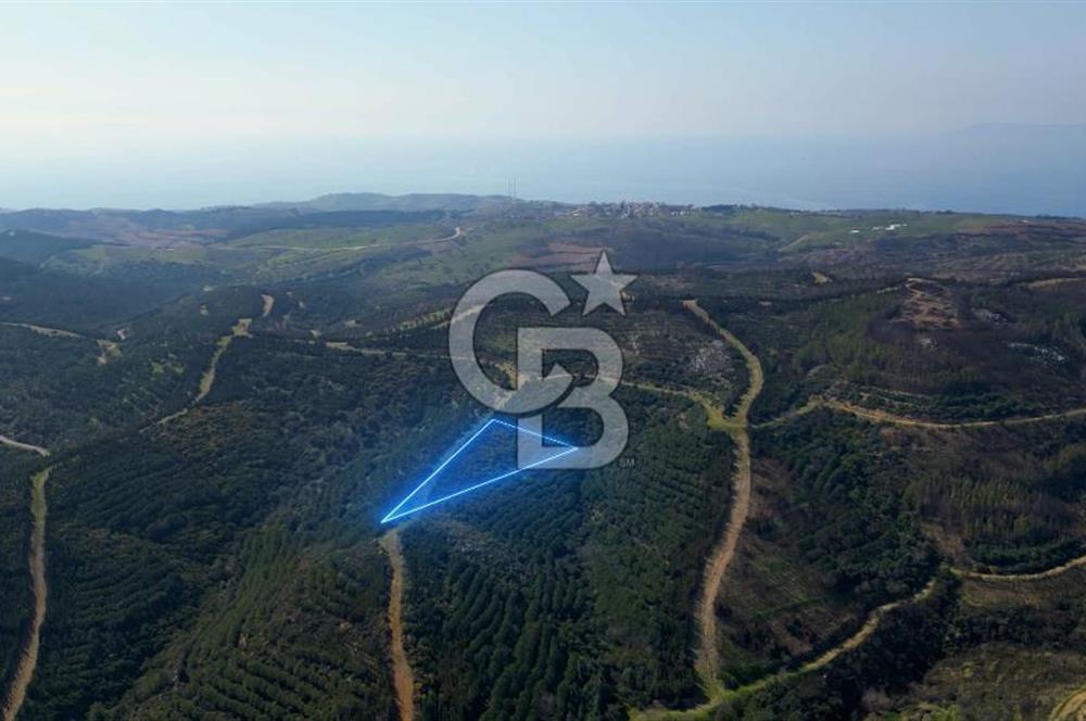 Seferihisar Atatürk Mahallesinde Doğanın Kalbinde Satılık Tarla