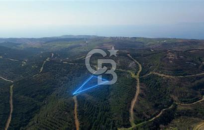 Seferihisar Atatürk Mahallesinde Doğanın Kalbinde Satılık Tarla