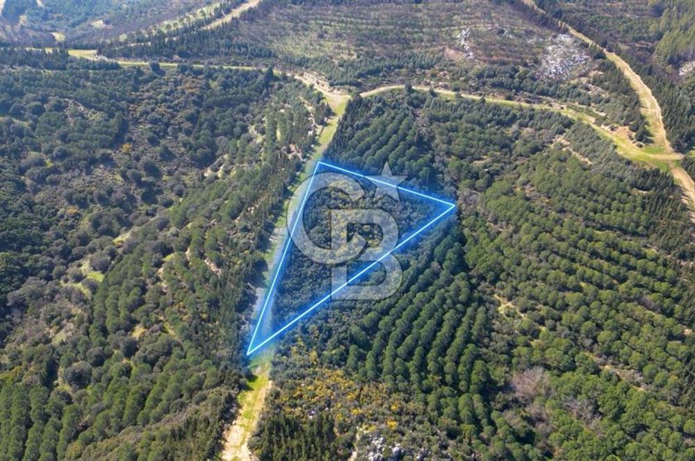 Seferihisar Atatürk Mahallesinde Doğanın Kalbinde Satılık Tarla