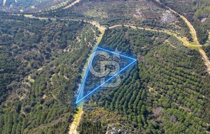 Seferihisar Atatürk Mahallesinde Doğanın Kalbinde Satılık Tarla