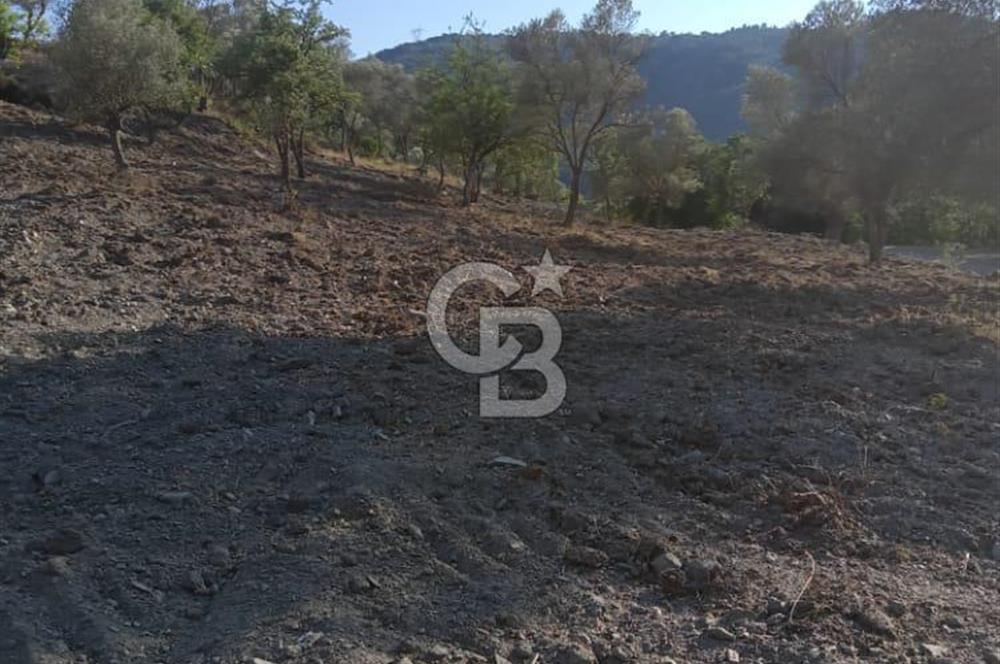 Seferihisar Çamtepe de Yol Üzeri Satılık Tarla