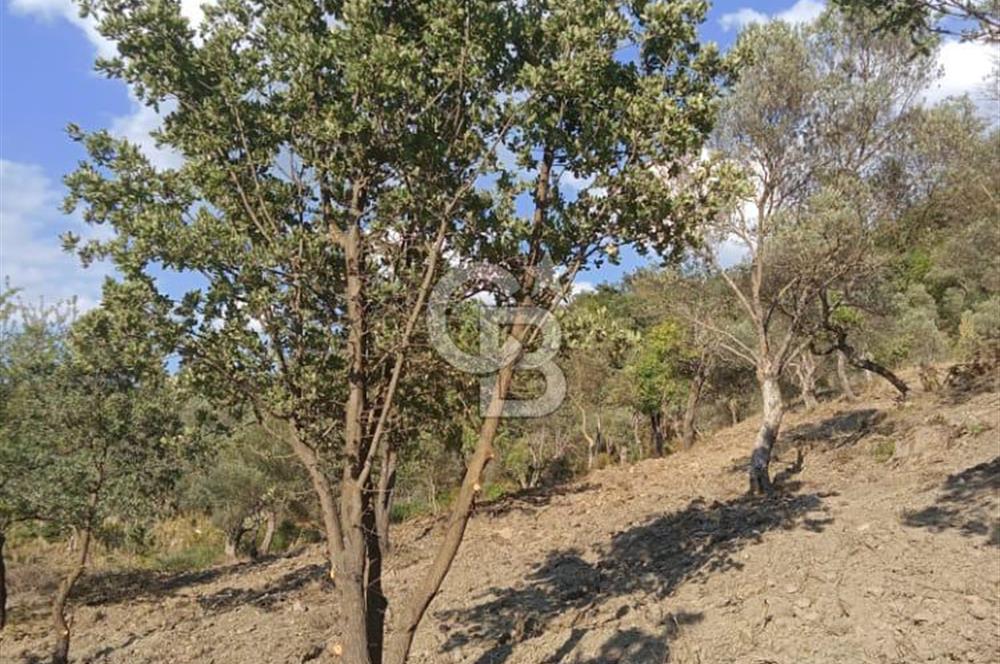 Seferihisar Çamtepe de Yol Üzeri Satılık Tarla