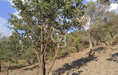 Seferihisar Çamtepe de Yol Üzeri Satılık Tarla