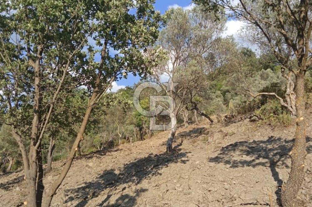 Seferihisar Çamtepe de Yol Üzeri Satılık Tarla