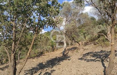 Seferihisar Çamtepe de Yol Üzeri Satılık Tarla