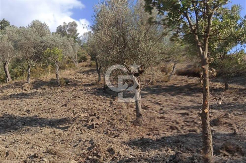 Seferihisar Çamtepe de Yol Üzeri Satılık Tarla