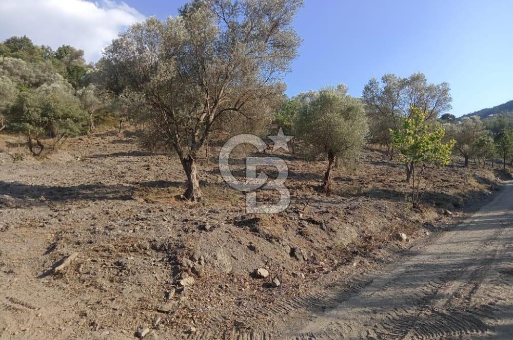 Seferihisar Çamtepe de Yol Üzeri Satılık Tarla