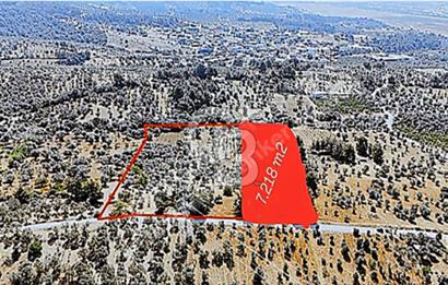 KEMALPAŞA ANSIZCA'DA SATILIK 7.218 m2 ZEYTİNLİK