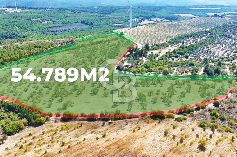 ÇANAKKALE MERKEZ İNTEPE'DE 54 DÖNÜM SATILIK ZEYTİNLİK