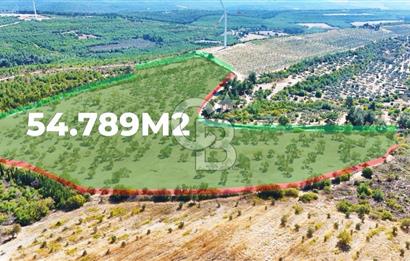 ÇANAKKALE MERKEZ İNTEPE'DE 54 DÖNÜM SATILIK ZEYTİNLİK