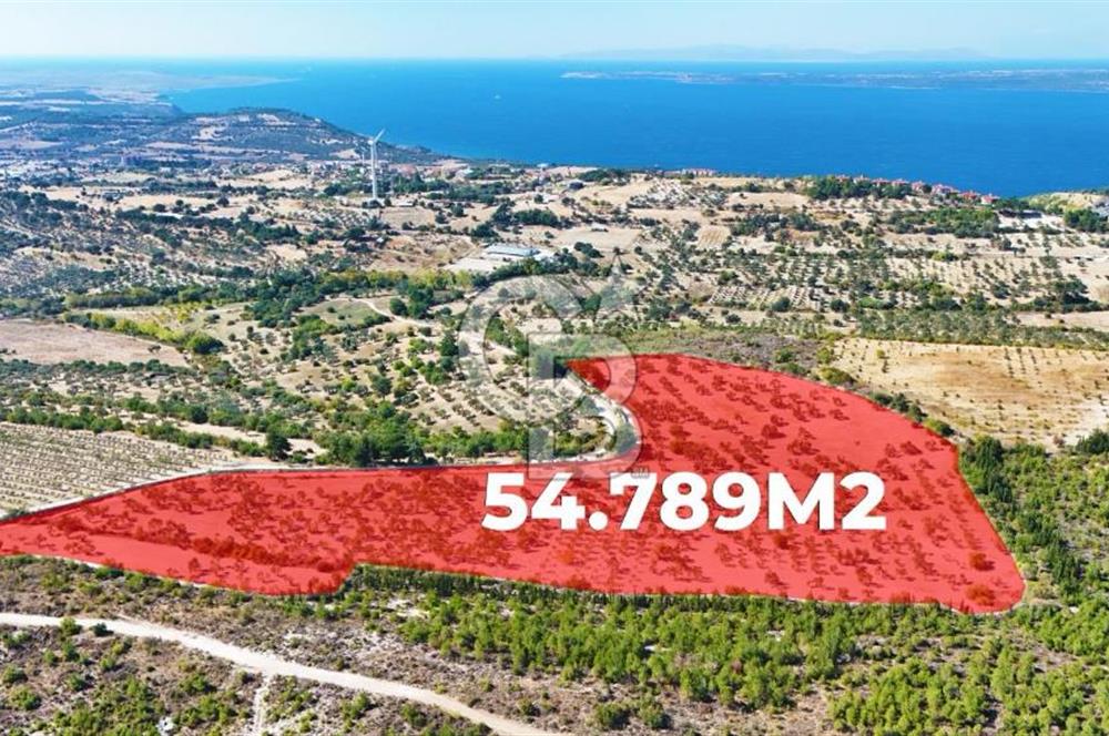 ÇANAKKALE MERKEZ İNTEPE'DE 54 DÖNÜM SATILIK ZEYTİNLİK