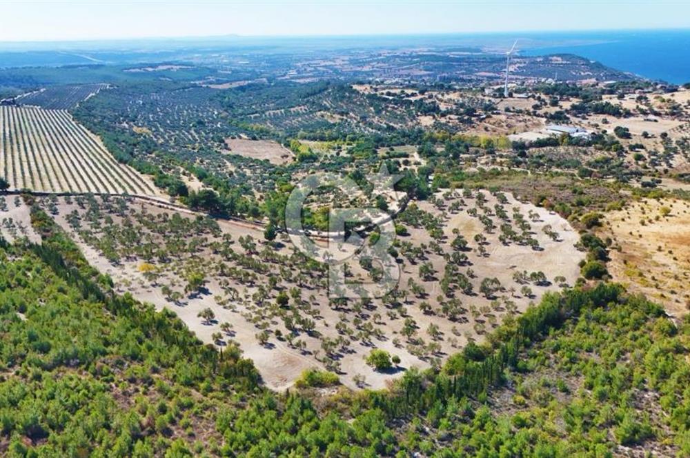 ÇANAKKALE MERKEZ İNTEPE'DE 54 DÖNÜM SATILIK ZEYTİNLİK
