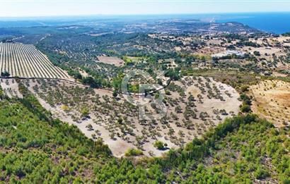 ÇANAKKALE MERKEZ İNTEPE'DE 54 DÖNÜM SATILIK ZEYTİNLİK