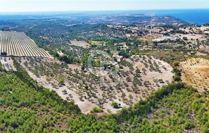 ÇANAKKALE MERKEZ İNTEPE'DE 54 DÖNÜM SATILIK ZEYTİNLİK
