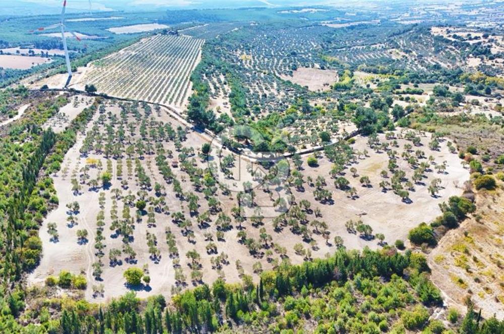ÇANAKKALE MERKEZ İNTEPE'DE 54 DÖNÜM SATILIK ZEYTİNLİK