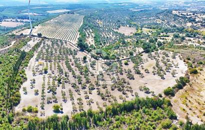 ÇANAKKALE MERKEZ İNTEPE'DE 54 DÖNÜM SATILIK ZEYTİNLİK