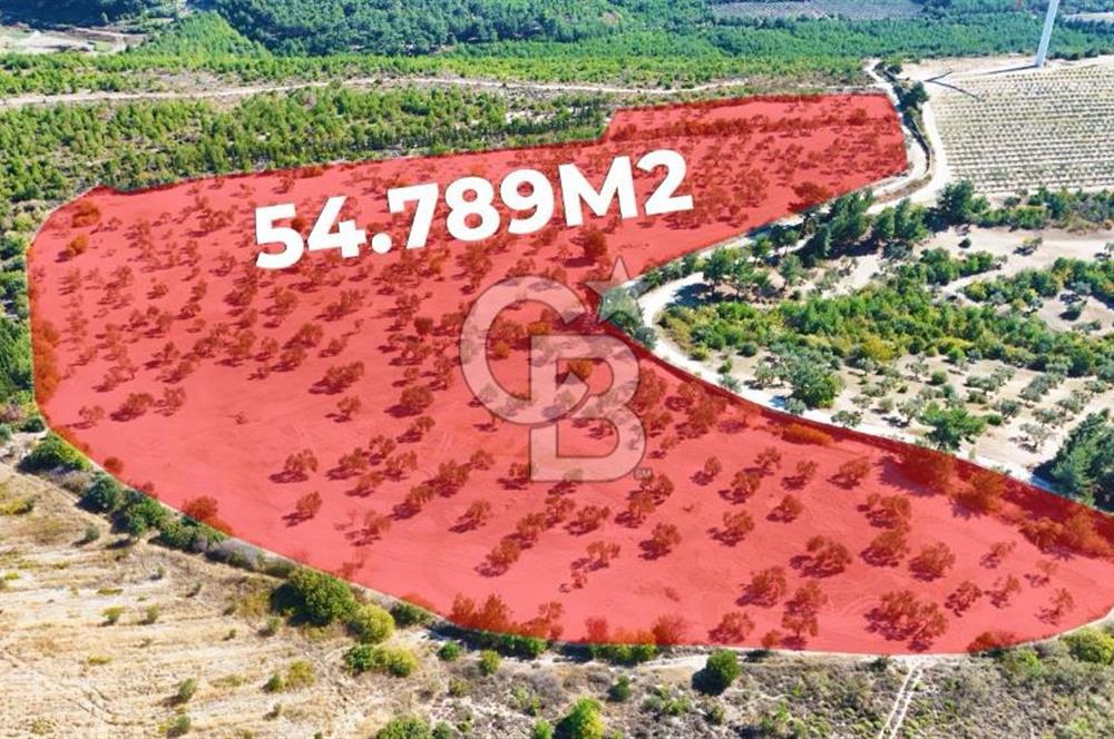 ÇANAKKALE MERKEZ İNTEPE'DE 54 DÖNÜM SATILIK ZEYTİNLİK