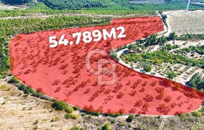 ÇANAKKALE MERKEZ İNTEPE'DE 54 DÖNÜM SATILIK ZEYTİNLİK