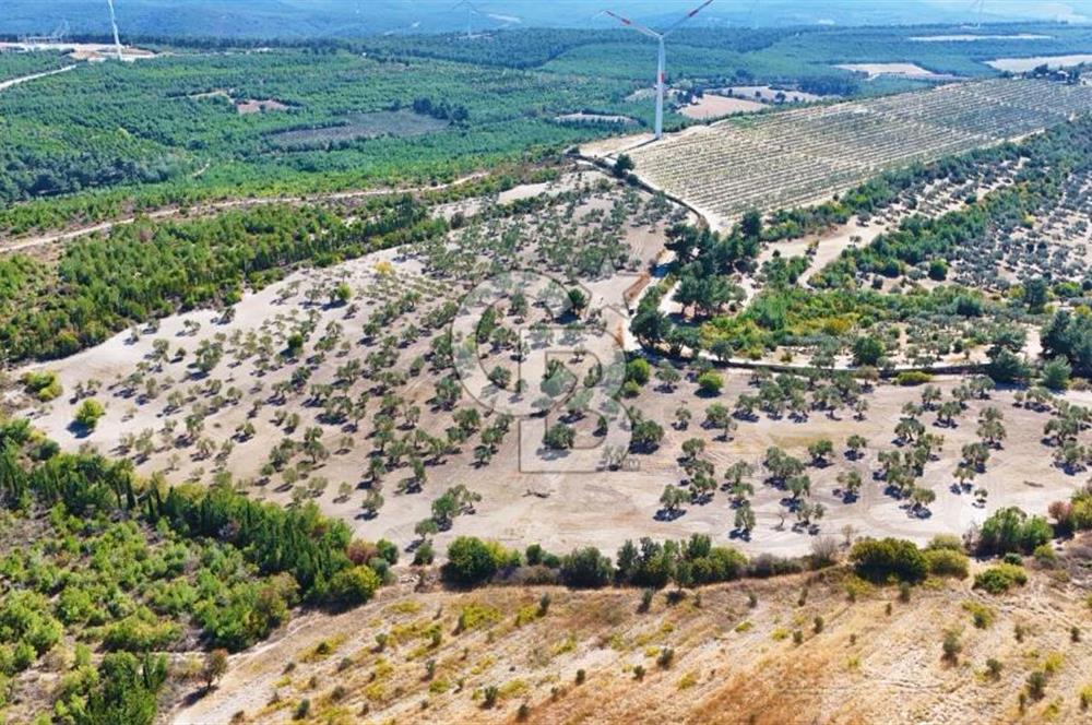 ÇANAKKALE MERKEZ İNTEPE'DE 54 DÖNÜM SATILIK ZEYTİNLİK