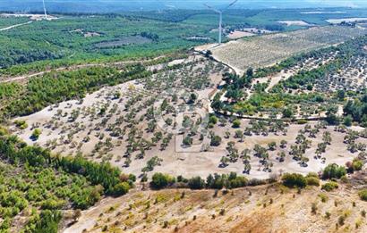 ÇANAKKALE MERKEZ İNTEPE'DE 54 DÖNÜM SATILIK ZEYTİNLİK
