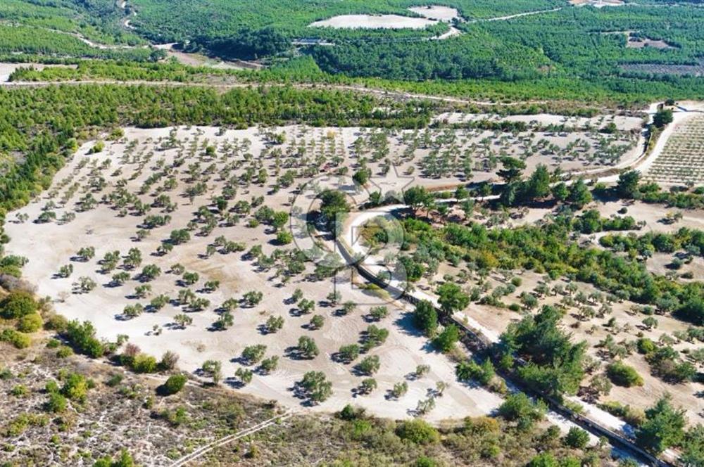 ÇANAKKALE MERKEZ İNTEPE'DE 54 DÖNÜM SATILIK ZEYTİNLİK