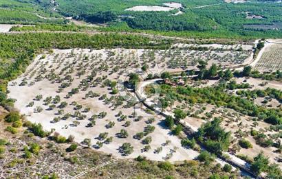 ÇANAKKALE MERKEZ İNTEPE'DE 54 DÖNÜM SATILIK ZEYTİNLİK