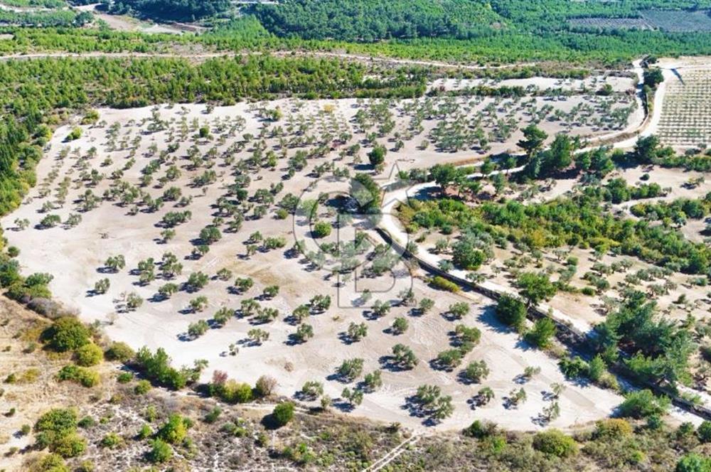 ÇANAKKALE MERKEZ İNTEPE'DE 54 DÖNÜM SATILIK ZEYTİNLİK